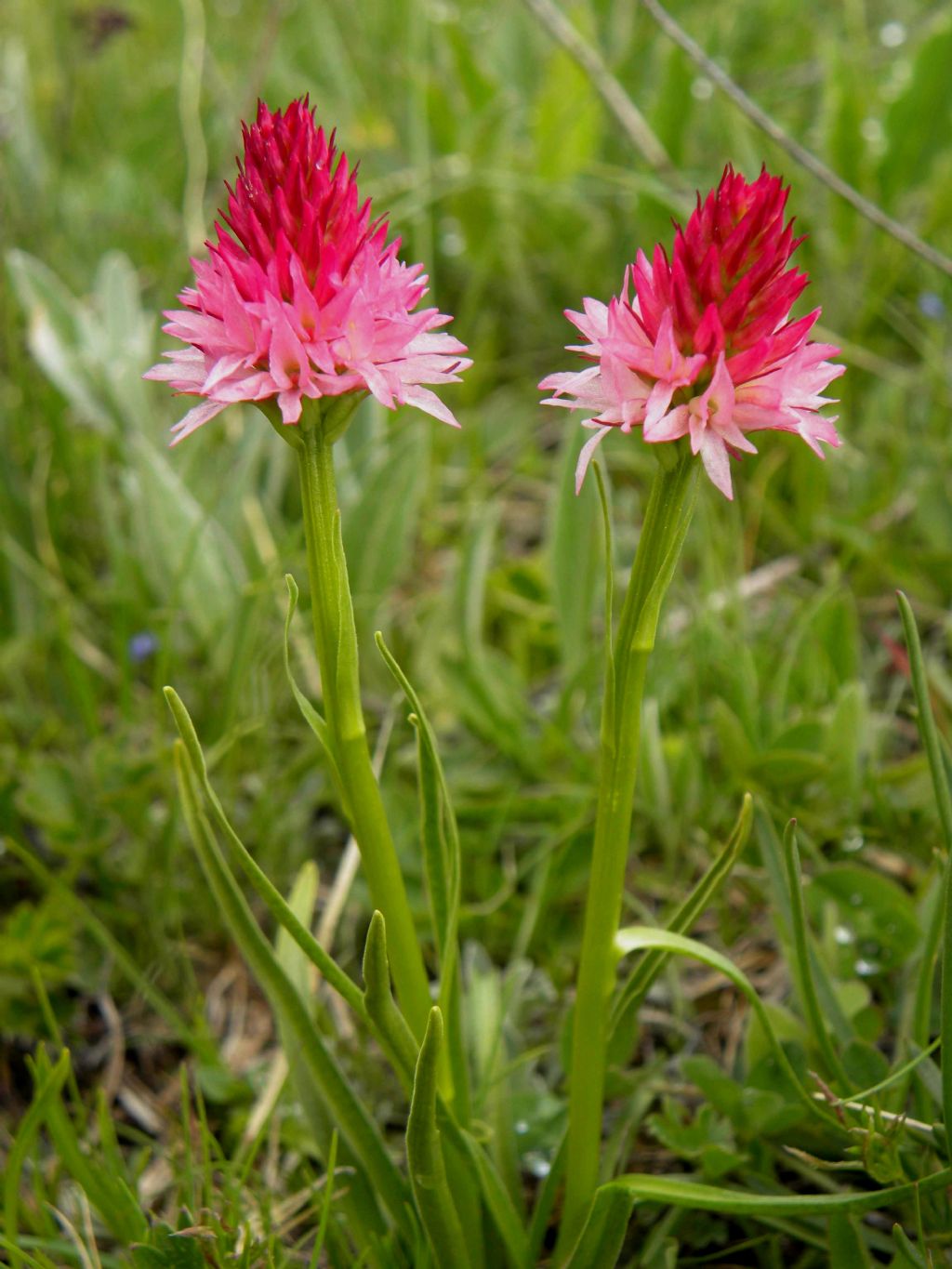 quale Nigritella?   Nigritella corneliana